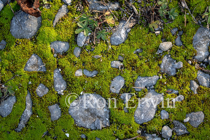 Moss and Stones