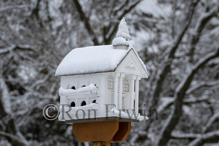 Birdhouse & Snow