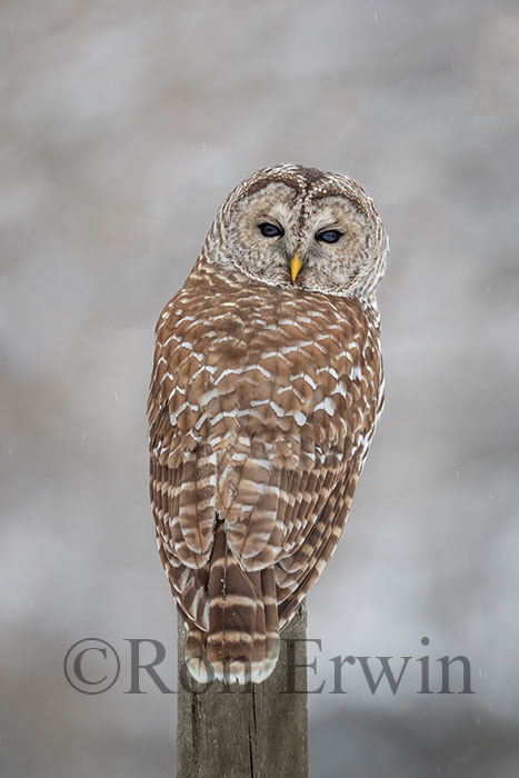 Barred Owl