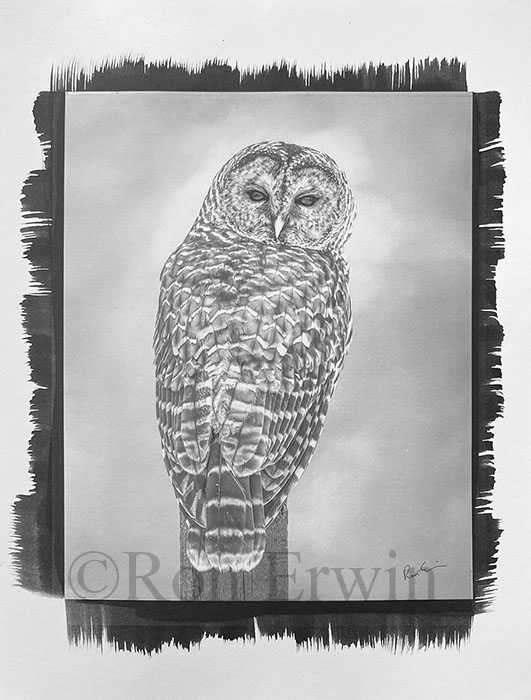 Barred Owl Picton Ontario