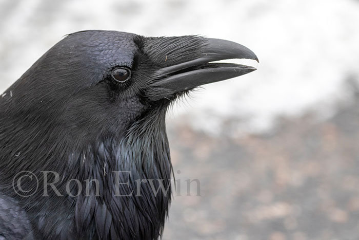 Common Raven