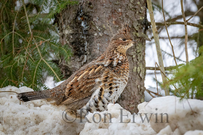 Ruffed Grouse