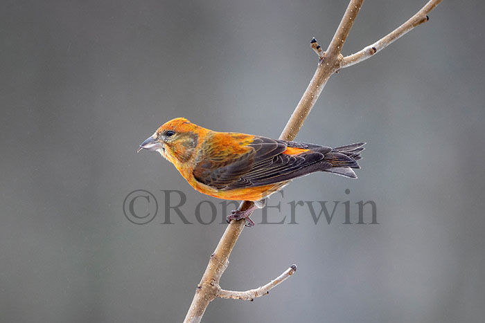 Red Crossbill Male