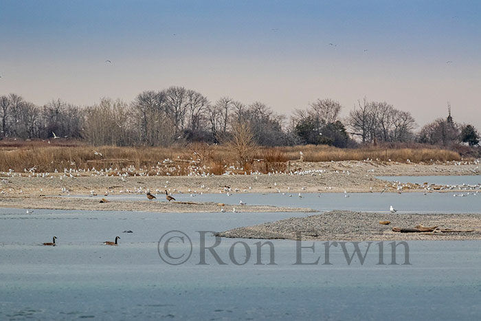 Gull Island, Presqu'ile