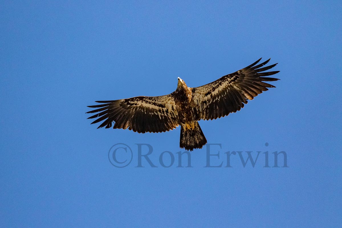 Immature Bald Eagle