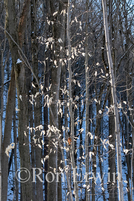 Beach Leaves in Winter