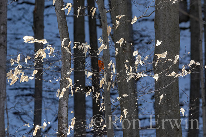 Beach Leaves in Winter