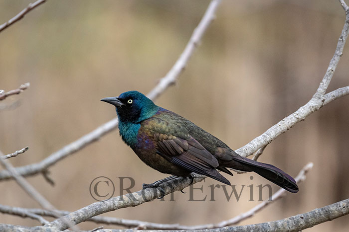 Common Grackle