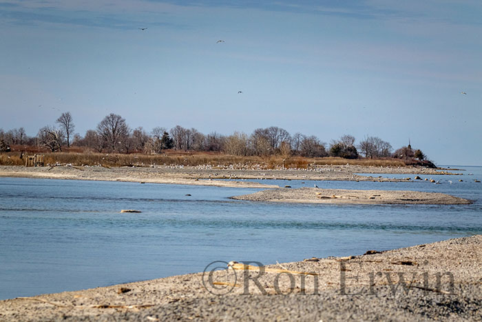 Gull Islands, Presqu'ile ON