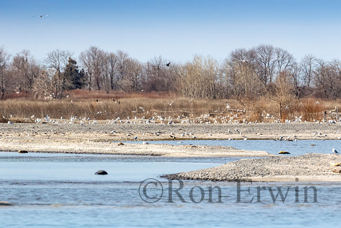 Gull Islands, Presqu'ile ON