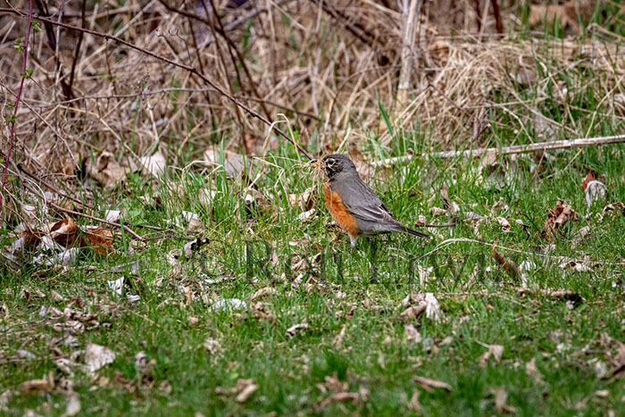 American Robin