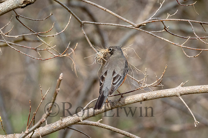 American Robin