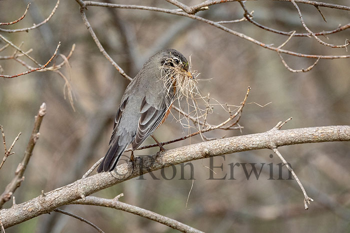 American Robin