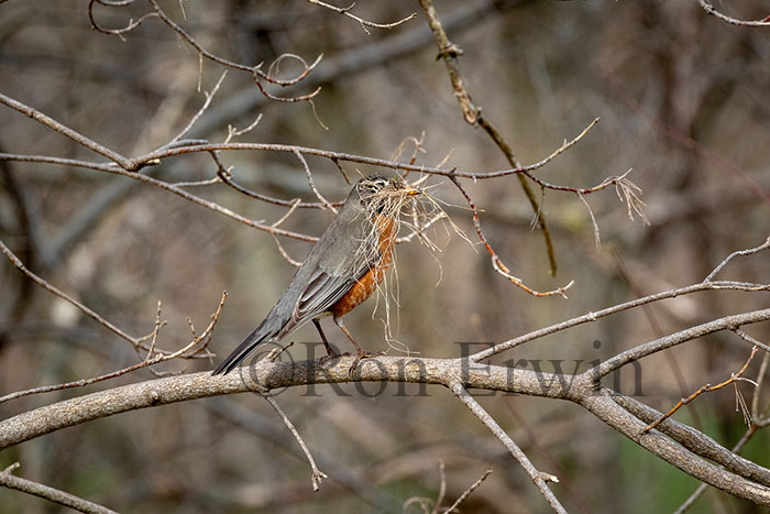 American Robin