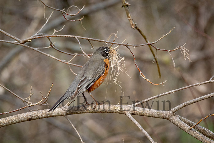 American Robin
