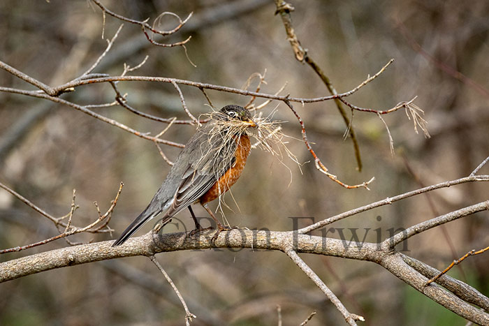 American Robin