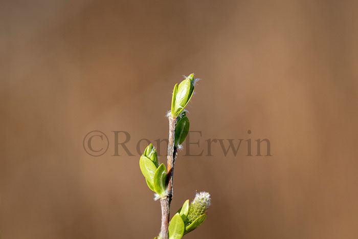 Buds