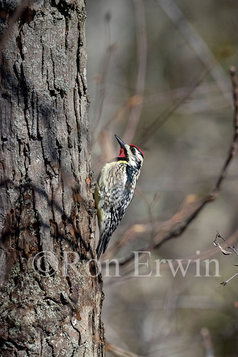 Yellow-bellied Sapsucker
