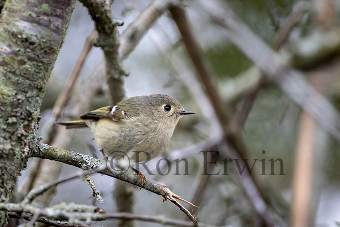Ruby-crowned Kinglet