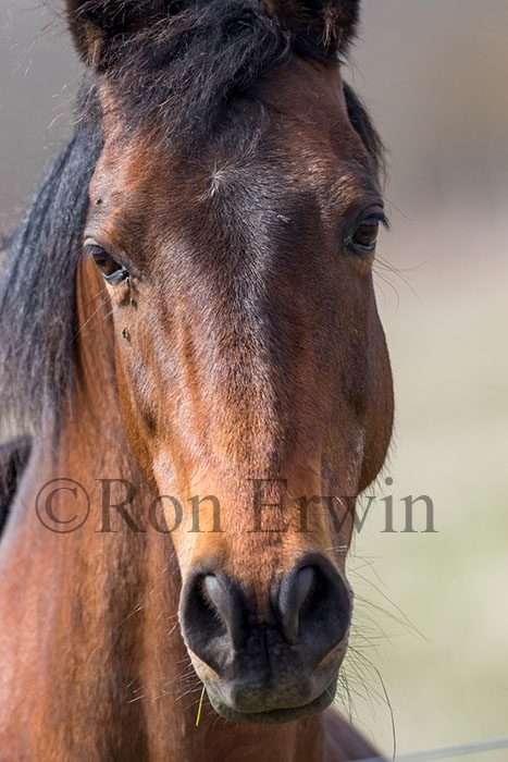 Horse Portrait