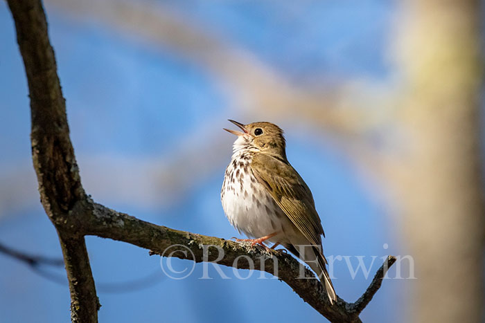 Ovenbird