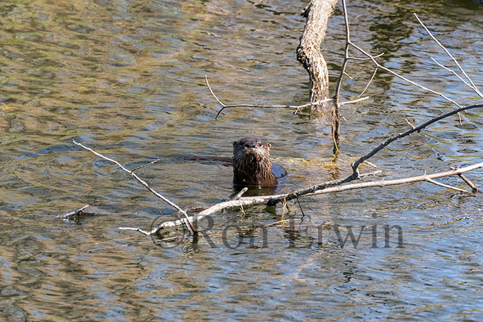 River Otter
