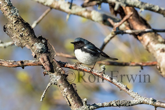 Black-throated Blue Warbler Male
