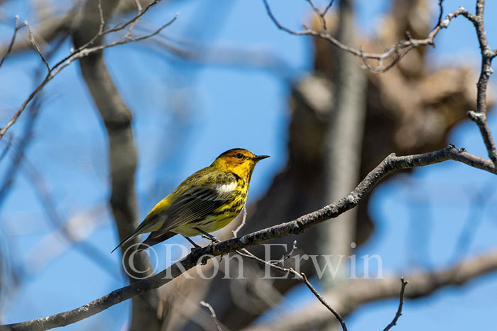 Cape May Warbler Male