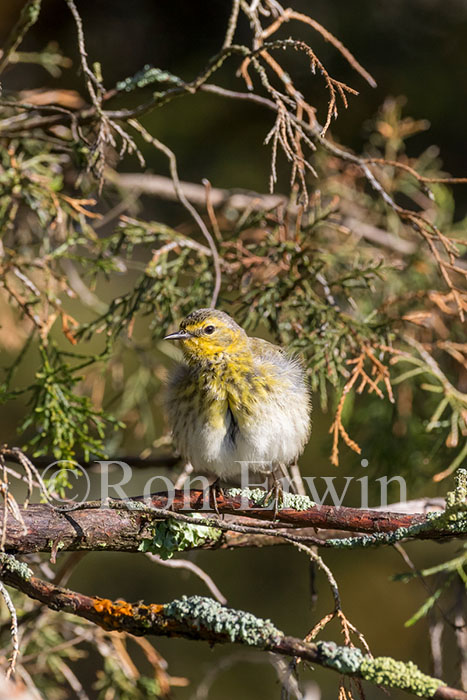 Female Cape May Warbler