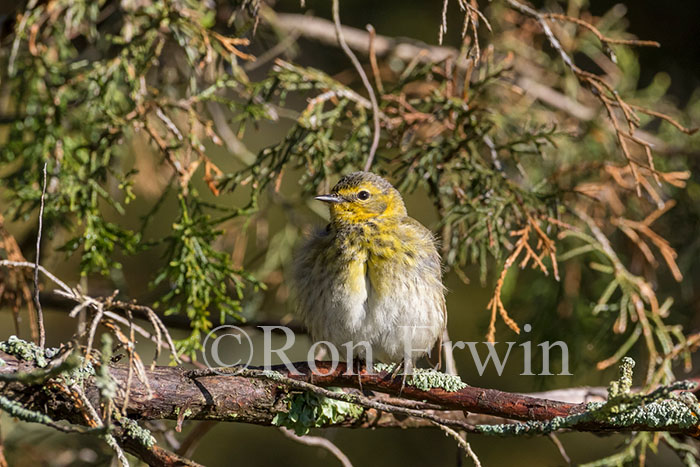 Female Cape May Warbler