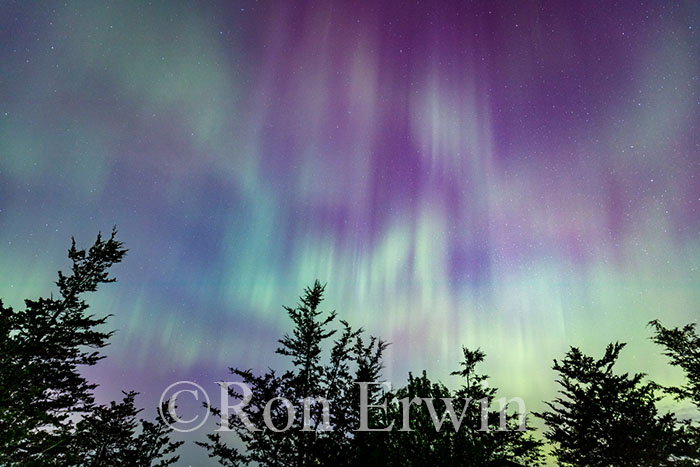 Northern Lights over Picton, ON