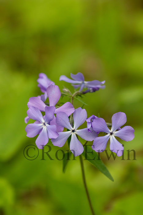 Wild Blue Phlox