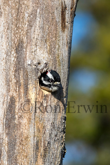 Male Downy Woodpecker
