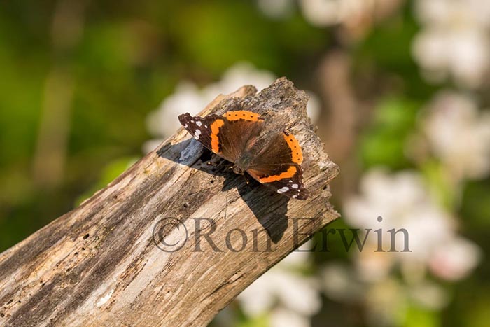 Red Admiral Butterfly