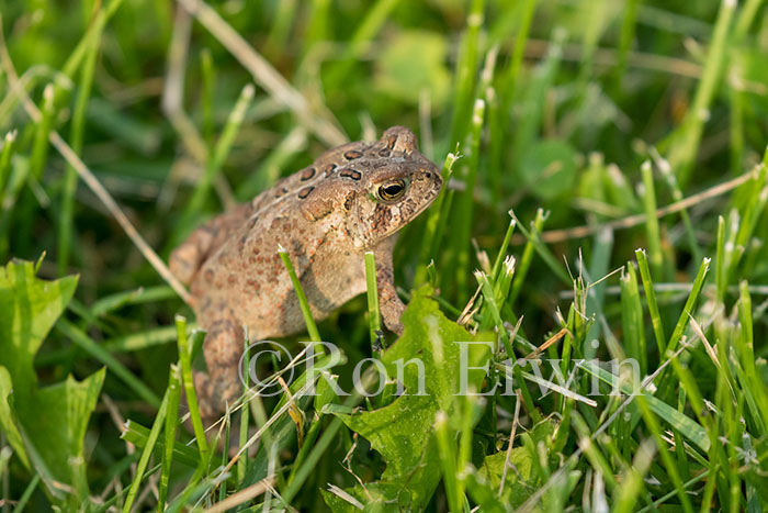 American Toad