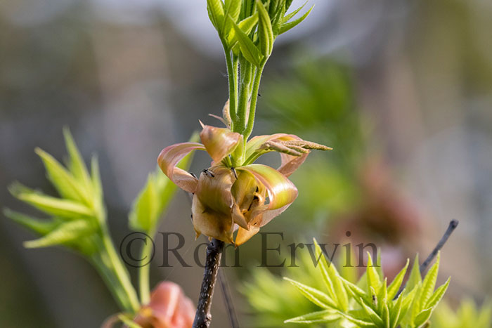 Shagbark Hickory Bud Scales