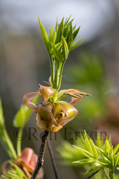 Shagbark Hickory Bud Scales