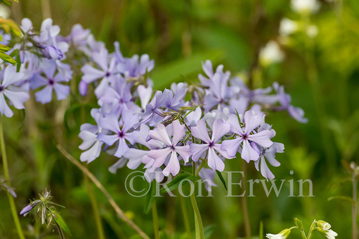Wild Blue Phlox