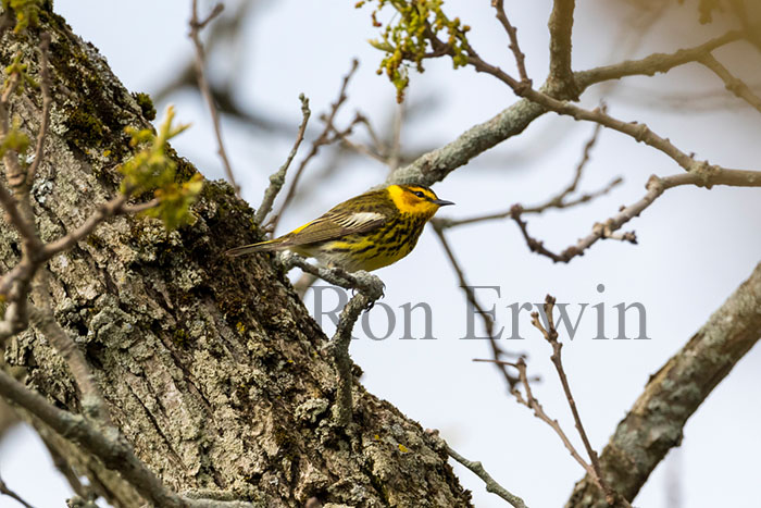 Cape May Warbler Male