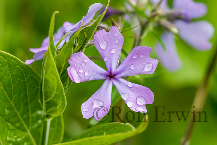 Wild Blue Phlox