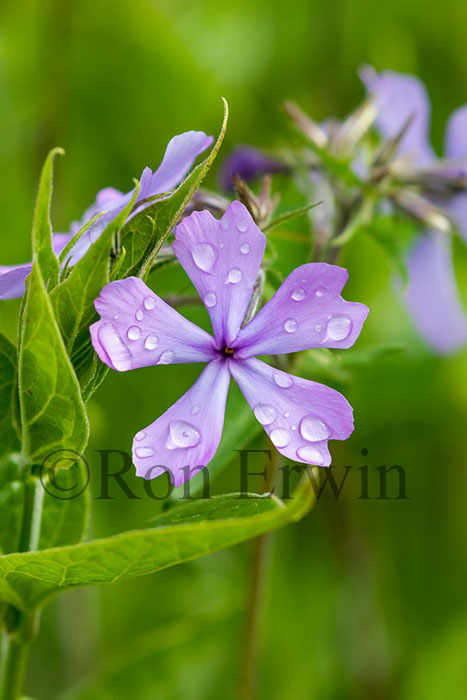 Wild Blue Phlox