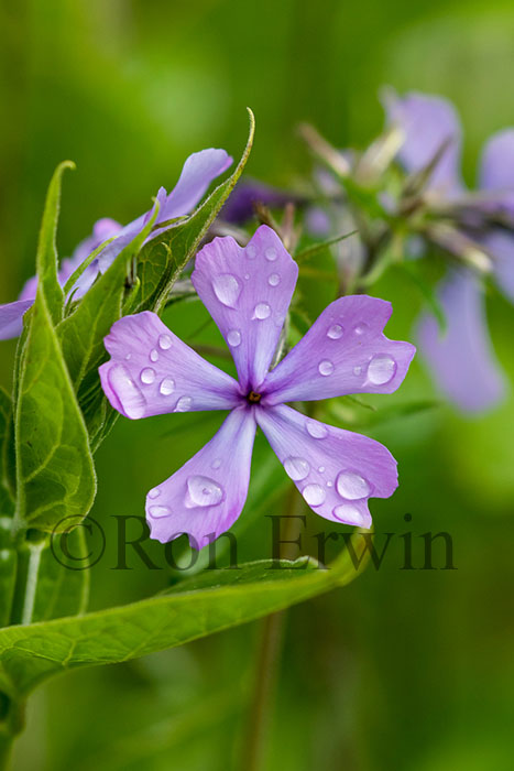 Wild Blue Phlox