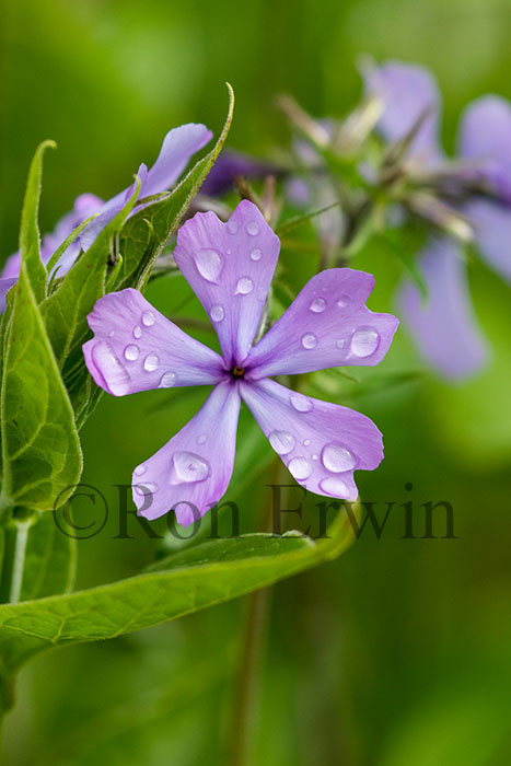 Wild Blue Phlox