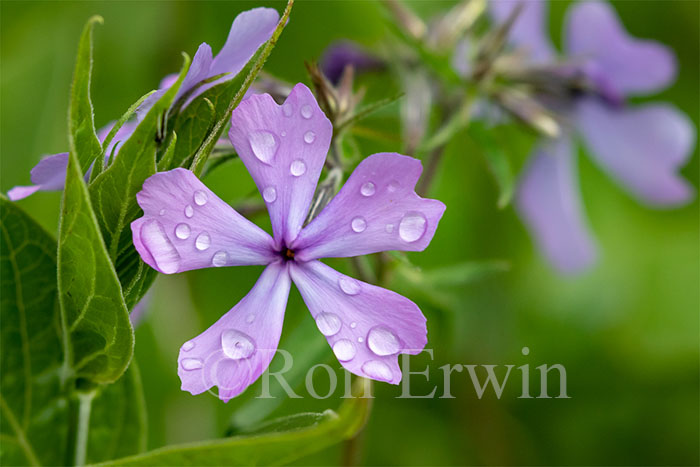 Wild Blue Phlox