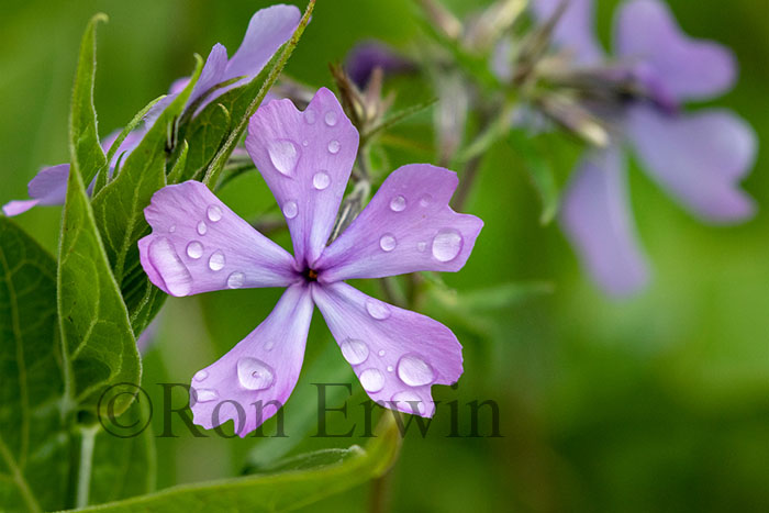 Wild Blue Phlox