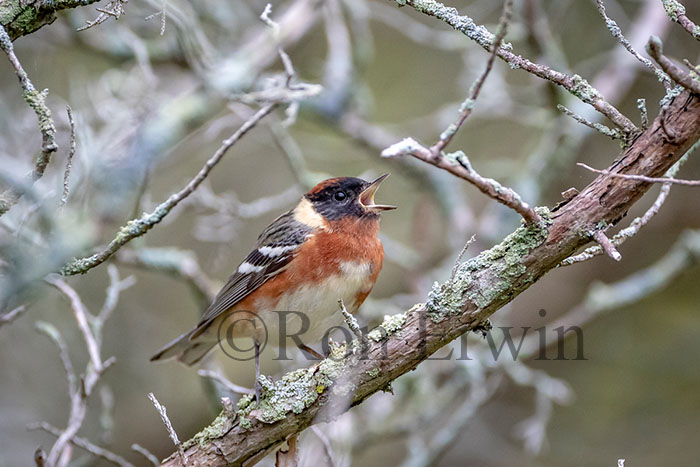 Male Bay-breasted Warbler