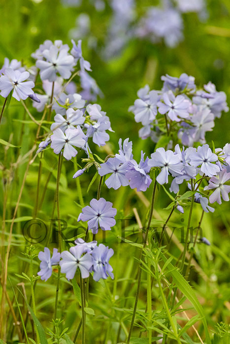 Wild Blue Phlox