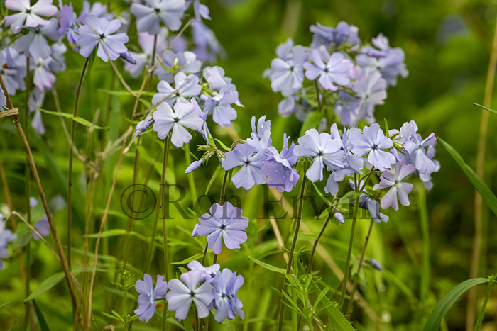 Wild Blue Phlox
