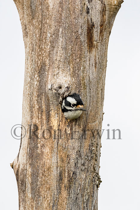 Female Downy Woodpecker