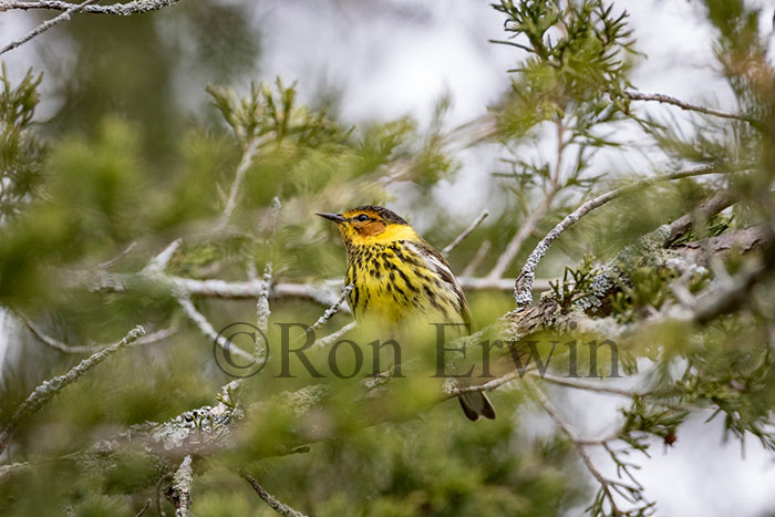 Male Cape May Warbler